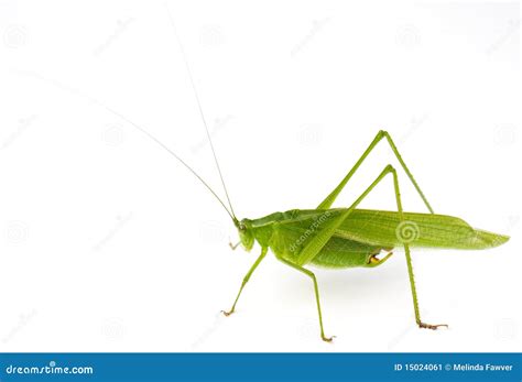 Katydid Stock Image Image Of Bush Katydid Flying Singing 15024061