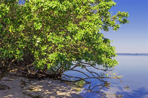 Images Gratuites Plage Arbre Branche Plante Feuille Fleur Baie