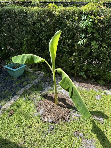 Blue Java Banana Tree Before And After 2 Months Rgardening