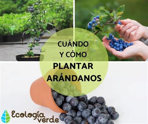 El Clima Perfecto Para Cultivar Ar Ndanos Almarural