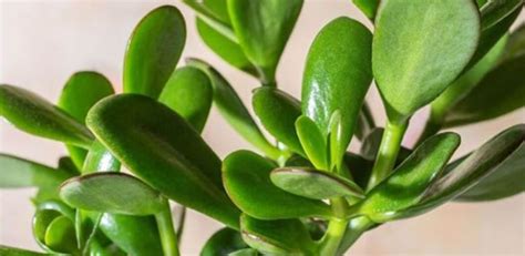 Cómo hacer florecer un árbol de jade y llenar de fragancia toda la casa