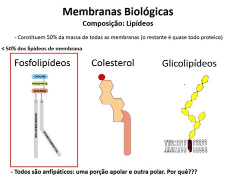 Membrana Plasmática Biologia Celular Molecular E Genética