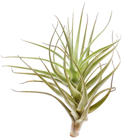 Tillandsia Bergeri Aquasabi Aquarium Shop