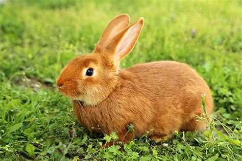 domestic rabbit - Students | Britannica Kids | Homework Help