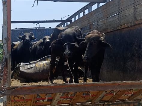 Cattle Were Brutally Loaded In The Truck Police Seized The Truck By