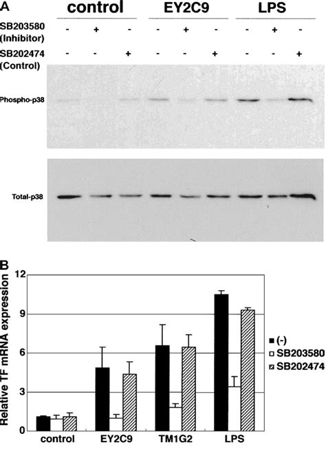 Figure 4 From The P38 Mitogen Activated Protein Kinase MAPK Pathway