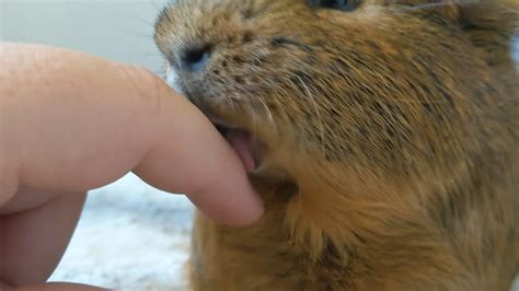 My Guinea Pigs Loves To Lick Me YouTube