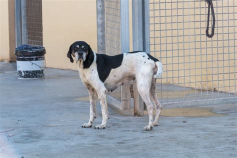 Linda Perro Adoptado En Castalla Alicante Bamb Difunde