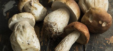 Porcini Mushrooms Nutrition, Benefits, Uses, Recipes, Side Effects - Dr. Axe