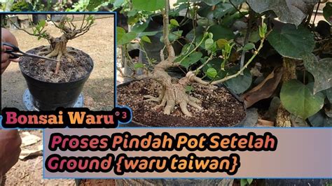 Proses Pengangkatan Bonsai Dari Lahan Ground Bonsai Waru Taiwan 3