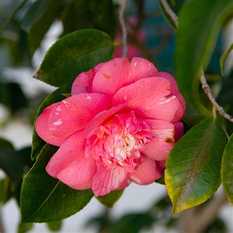 Camellia