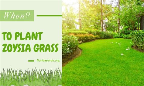 When to Plant Zoysia Grass? - Zoysia Grass Growing Tips