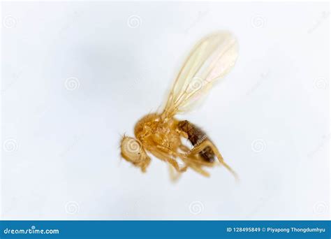 Drosophila Melanogaster Male Fruit Fly On A Green Leaf Stock