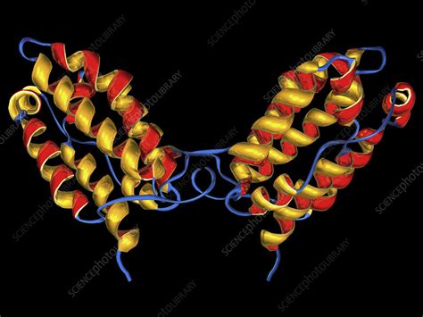 Interleukin-10, molecular model - Stock Image - A617/0235 - Science Photo Library