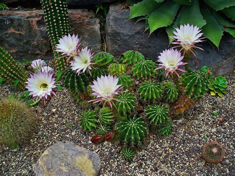 30 cactus resistentes al frío