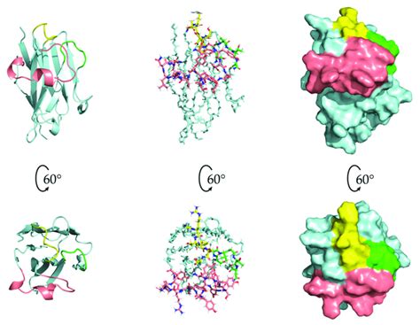 The Cdrs Of Nb With Cdr In Yellow Cdr In Green And Cdr In