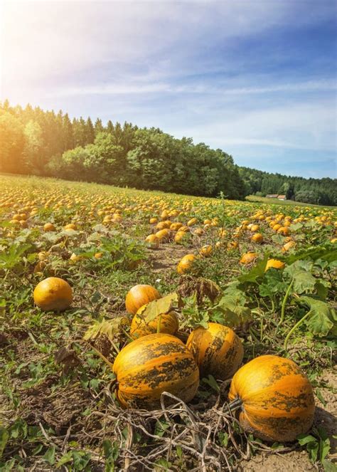 Typical Styrian Pumpkin Field Austria Stock Image Image Of Autumn