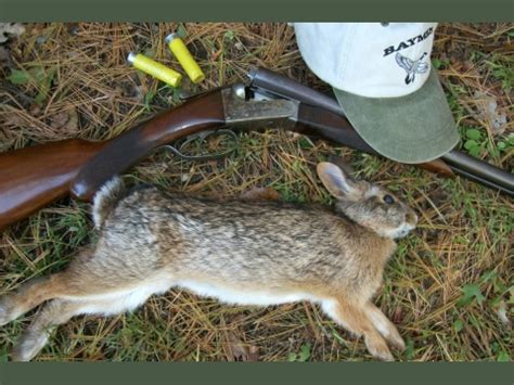 Rabbit Hunting – Baymen Guide Service, Inc. & Baymen Charters