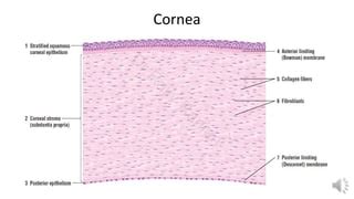 Histology of Cornea & Retina | PPT