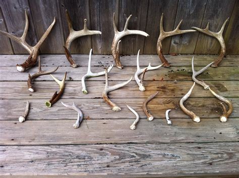 Nantucket Waterfront News: Bucks and Antlers