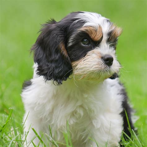 #1 | Cavapoo Puppies For Sale By Uptown Puppies