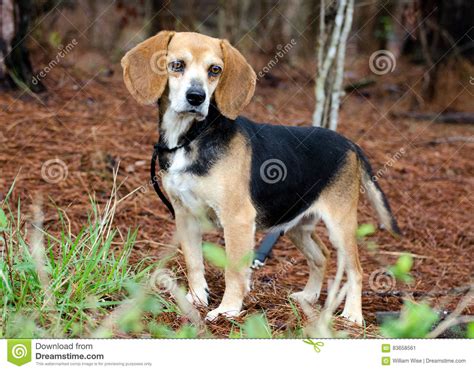 Beagle Dog Adoption Photograph Stock Image - Image of beagle, outdoor: 83658561