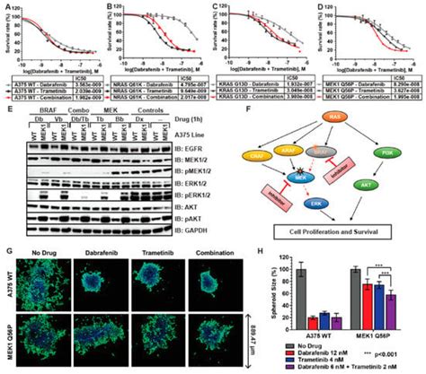 Cancers Free Full Text Crispr Cas Edited Ras Mek Mutant Cells