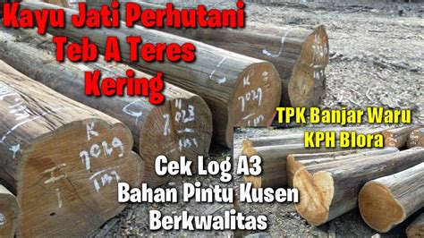 Berburu Bahan Kayu Jati Perhutani Blora Log A3 TPK Banjar Waru KPH