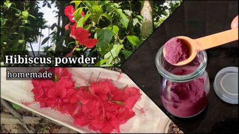 Make Pure Hibiscus Powder At Home Homemade Organic Hibiscus Powder