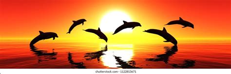 3,419 Dolphin Sunrise Images, Stock Photos & Vectors | Shutterstock