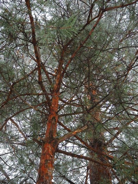 Una Gran Caoba Un Gran Rbol De Con Feras En El Bosque Con La Textura