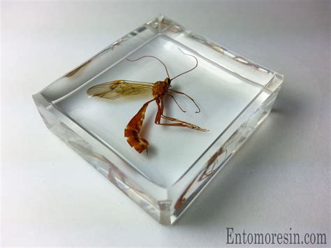 ICHNEUMON