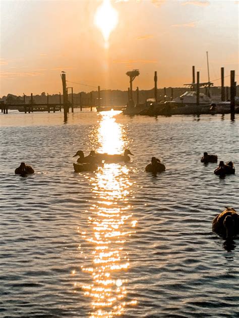 ducks at sunset | Sunset, Scenery, Cute animals