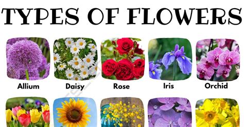 Types Of Flowers A Comprehensive Guide With Pretty Pictures • 7esl