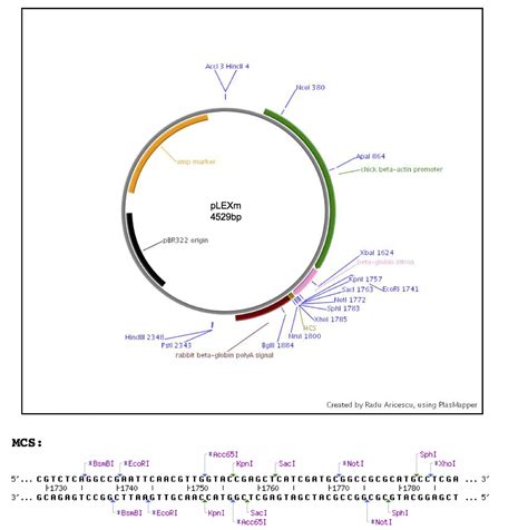 Addgene: Vector Database - pLEXm