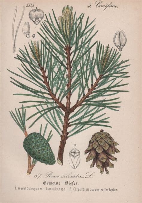 Scots Pine Botanical Print Tree Illustration 1880 Antique Etsy