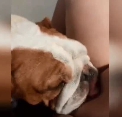 Perro gordo chupando coño bonito Zoofilia Porno