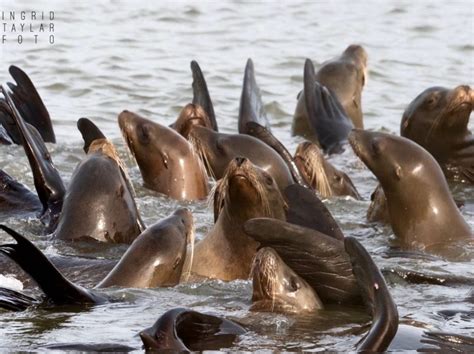 California Sea Lions Rafting Thermoregulating Ingrid Taylar Foto