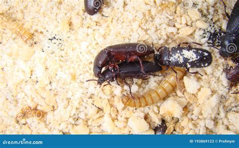 Mealworm Life Cycle Time Of Import Chronicle Picture Archive