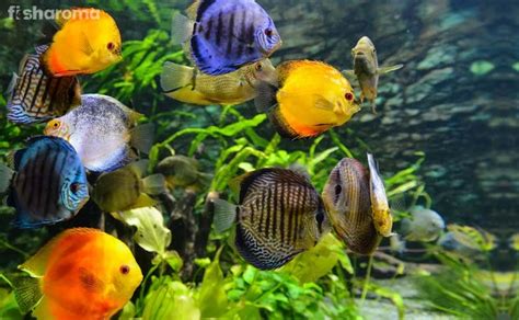 16 Most Colorful Freshwater Fish in World (Care Guide Included)