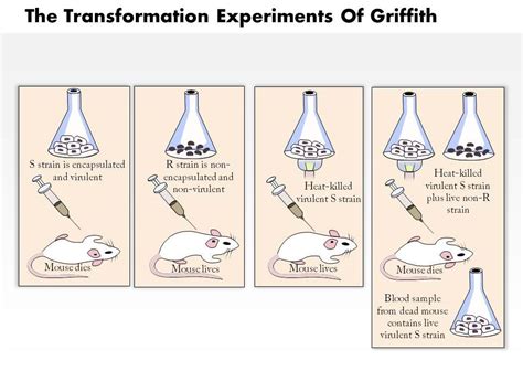 EXAMS AND ME : Griffith Experiment