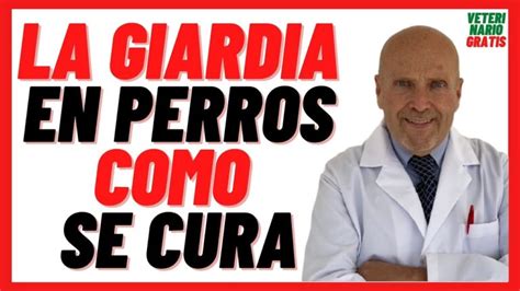 Combate La Giardia En Perros Tratamiento Eficaz De Pasos