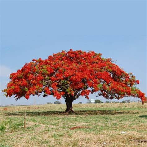 Delonix Regia Flame Tree Delonix Regia Royal Poinciana