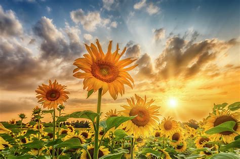 Sunflower field at sunset Photograph by Melanie Viola - Pixels