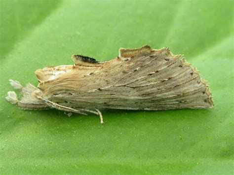 71 020 Pale Prominent Pterostoma Palpina Dumfries Galloway Moths