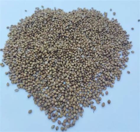 Dried Brown Natural Coriander Seed Form Whole At Rs Kg In Murshidabad