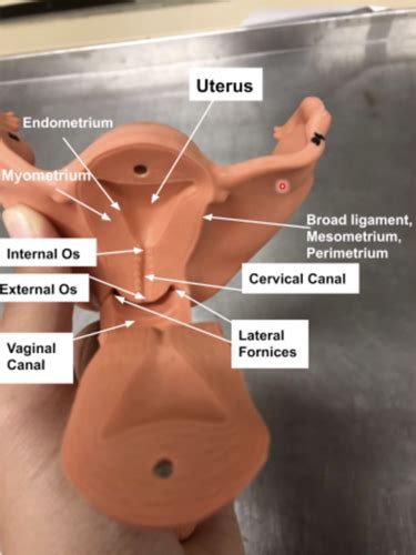 LAB PELVIS AND PERINEUM Flashcards Quizlet