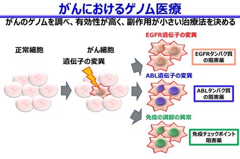 がんゲノム医療とは｜東京女子医科大学病院 ゲノム検査室