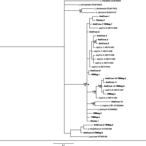 Consensus Tree Displaying Leucocytozoon Phylogenetic Relationships As