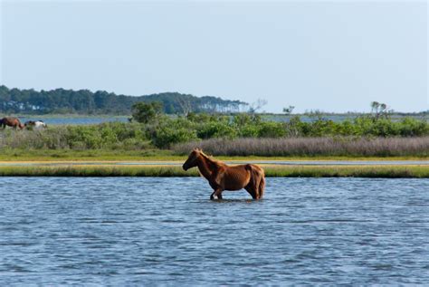 Assateague Island A National Seashore Visitor S Guide